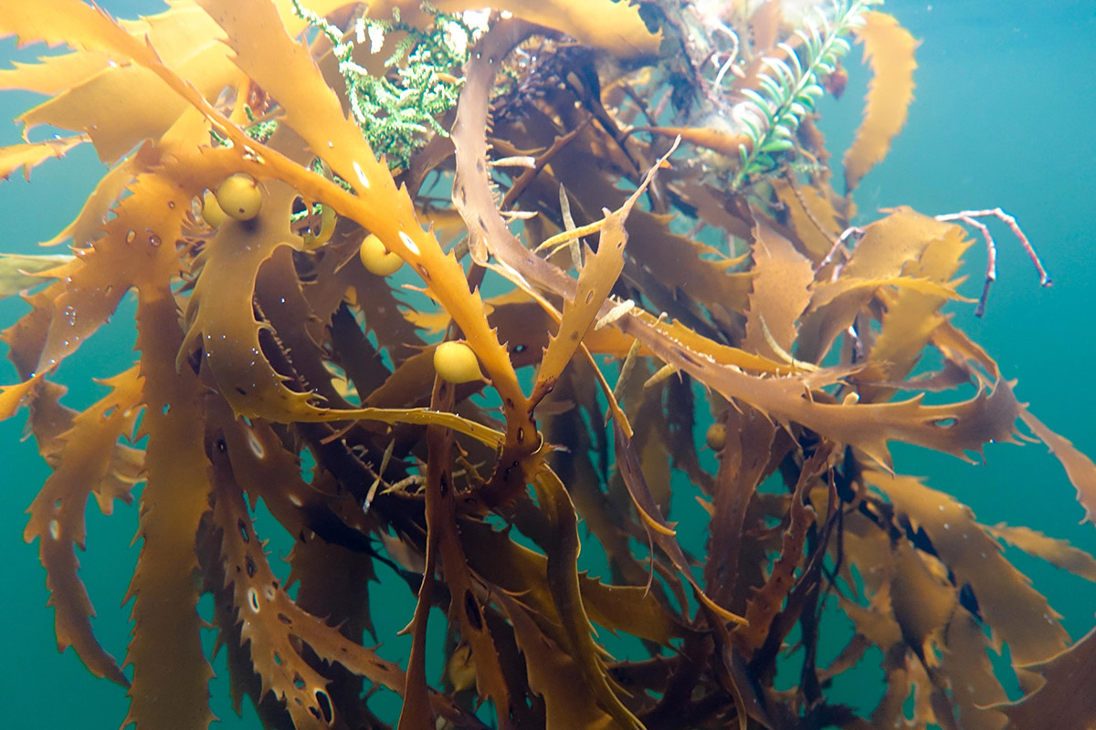Is Kelp a Hidden Climate Ally? Investigating Its Carbon Storage Potential