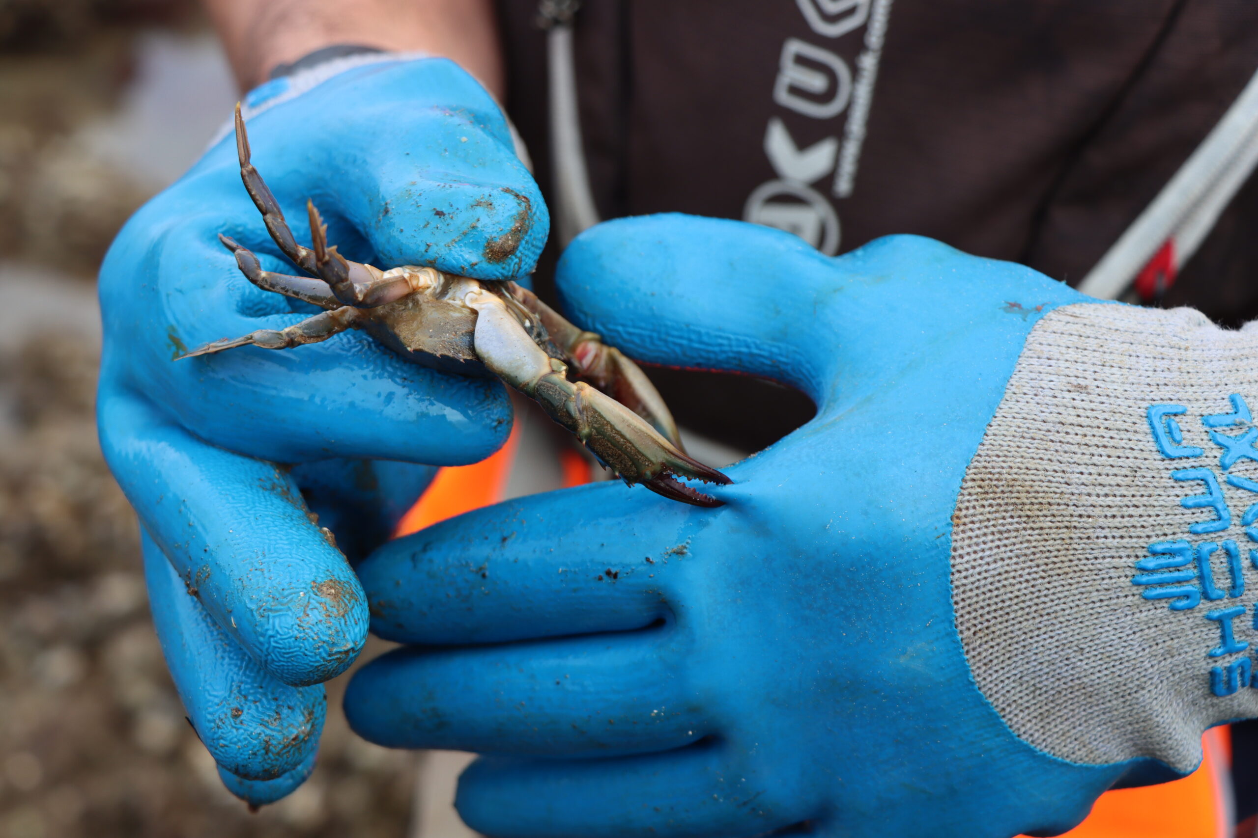 Invasive crab 