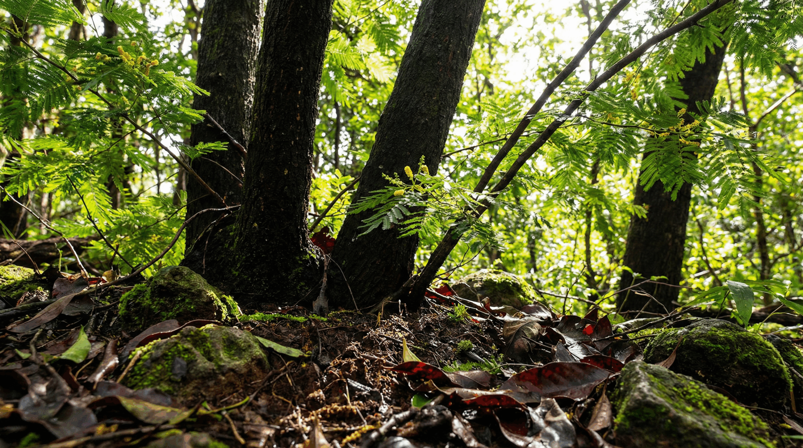 Soil eDNA as a Tool for Tracking Reforestation Outcomes
