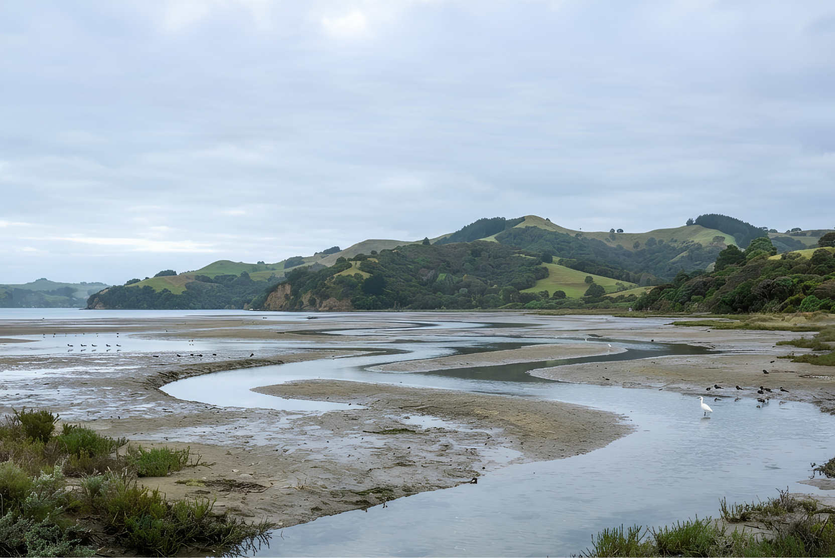 Bringing eDNA into Estuary Monitoring in Aotearoa New Zealand